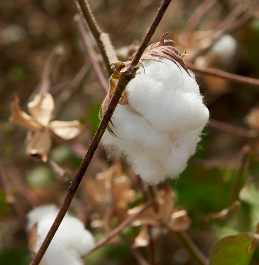 Cotton